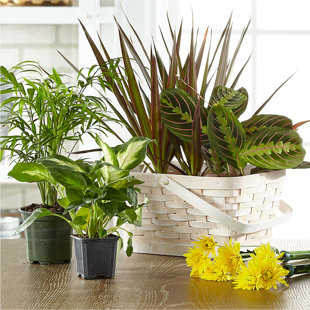 Florist Designed Blooming and Green Plants in a Basket – Elikonia Flores Y Eventos, San Juan PR