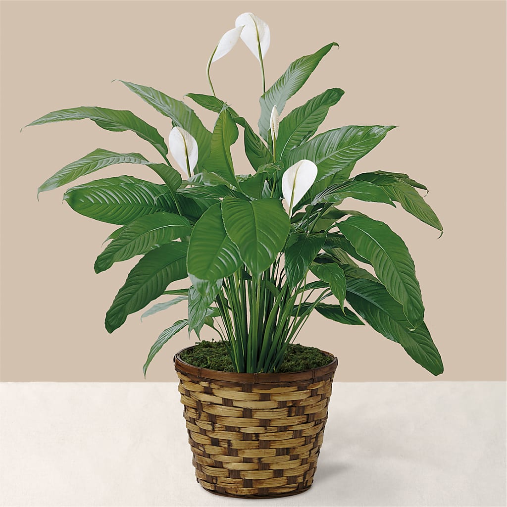 Tranquil Moments Peace Lily Plant – Elikonia Flores Y Eventos, San Juan PR