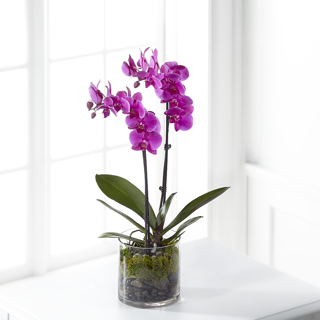Pink Orchid Plant – Elikonia Flores Y Eventos, San Juan PR