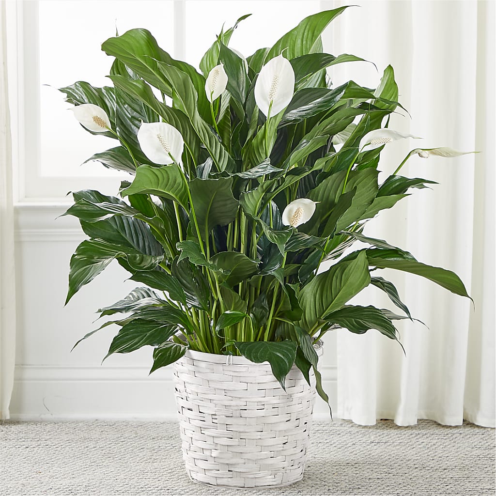A New Leaf Peace Lily – Elikonia Flores Y Eventos, San Juan PR