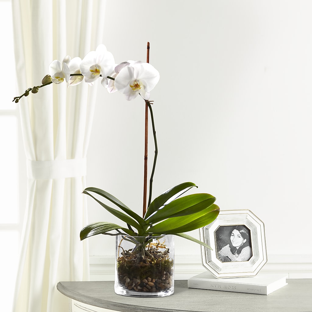 White Orchid Planter – Elikonia Flores Y Eventos, San Juan PR