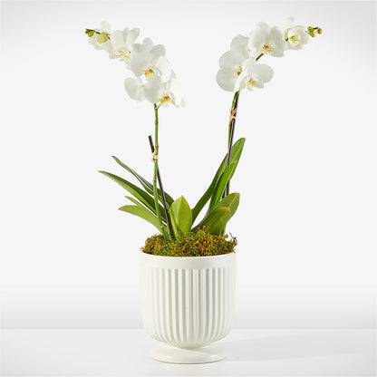 Whispering White Orchid –  Elikonia Flores Y Eventos, San Juan PR