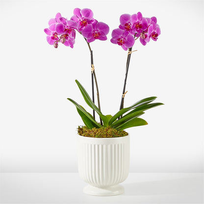Friendly Fuchsia Orchid –  Elikonia Flores Y Eventos, San Juan PR