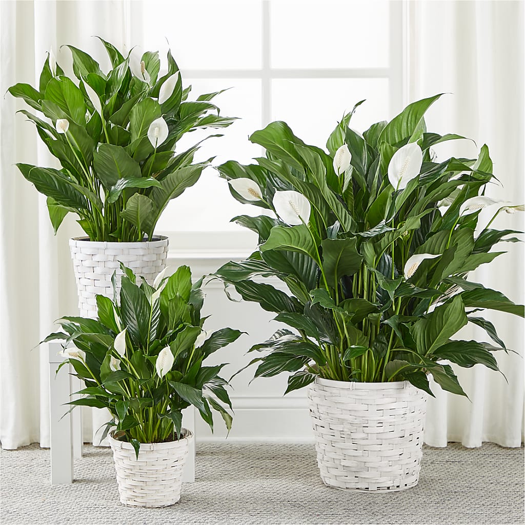A New Leaf Peace Lily –  Elikonia Flores Y Eventos, San Juan PR