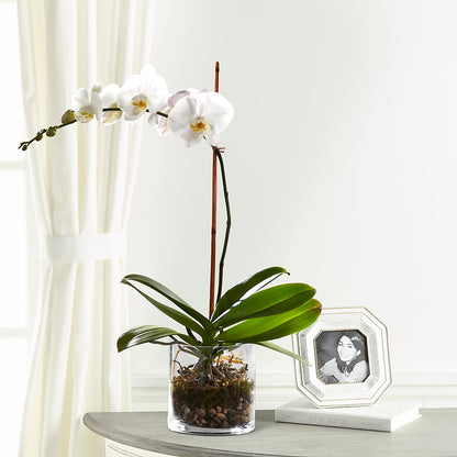 White Orchid Planter –  Elikonia Flores Y Eventos, San Juan PR