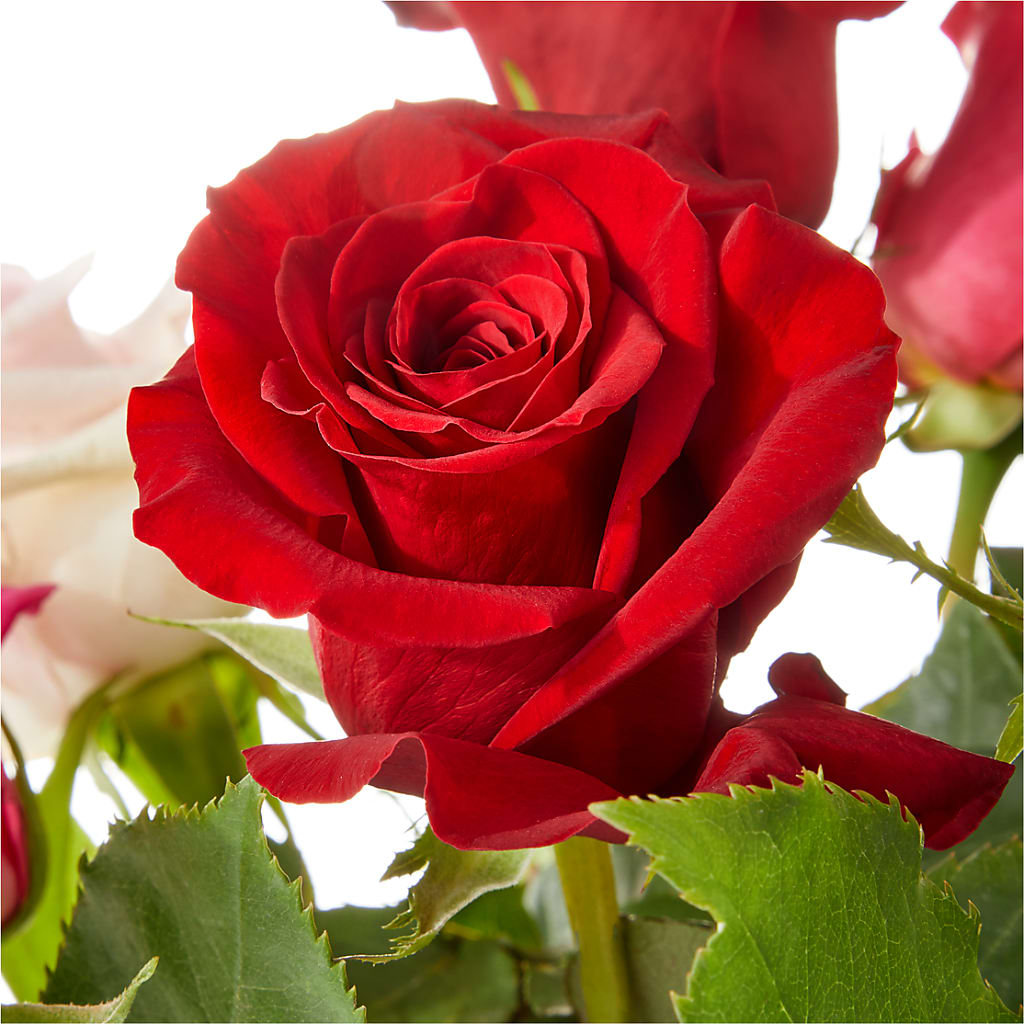 Love Notes Rose Bouquet –  Elikonia Flores Y Eventos, San Juan PR